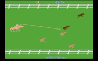 Stampede