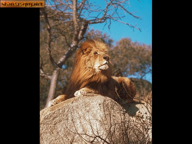 Lion
