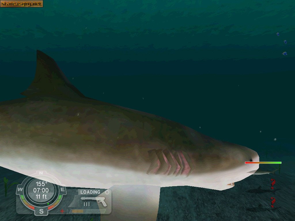 Shark! Hunting the Great White