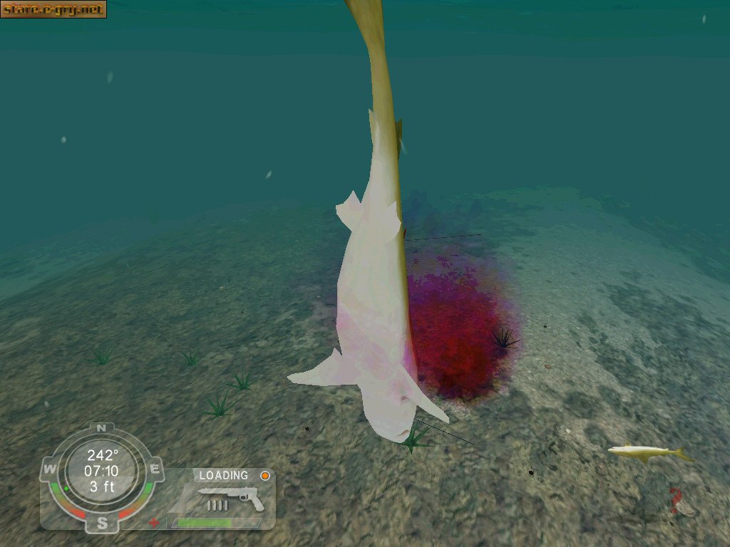 Shark! Hunting the Great White
