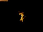 Screen gry The Lion King: 