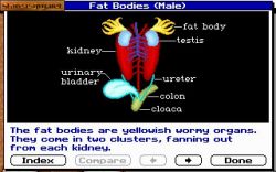 Screen - Operation Frog