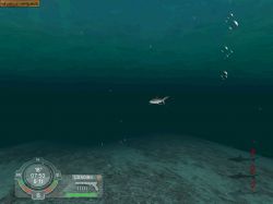 Shark! Hunting the Great White:  